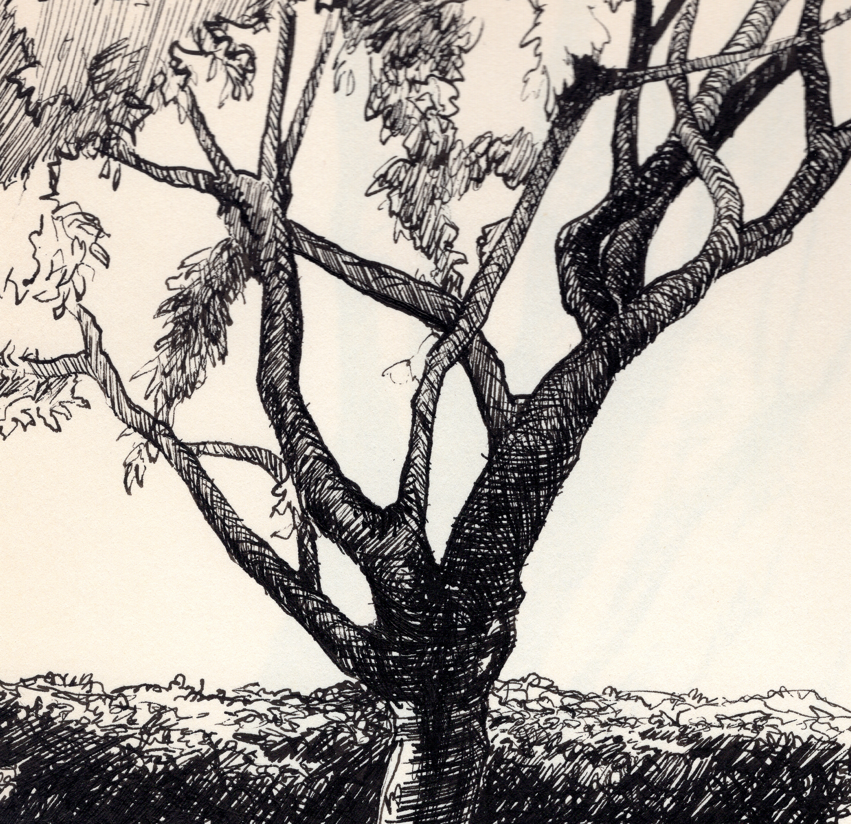 Tree and Fence detail